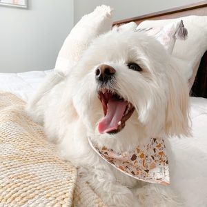 Meet your Posher, Betsaida